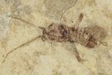 Fossil Insect (Homoptera & Formicidae) Plate - Cereste, France #255968-1